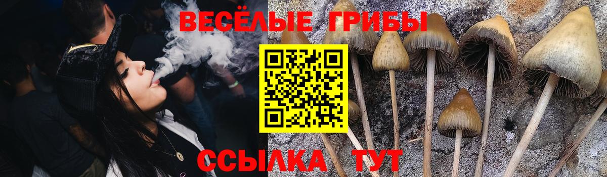 Галлюциногенные грибы Psilocybine cubensis Аша